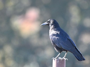 ハシボソガラス 馬見丘陵公園 2023年12月9日(土)