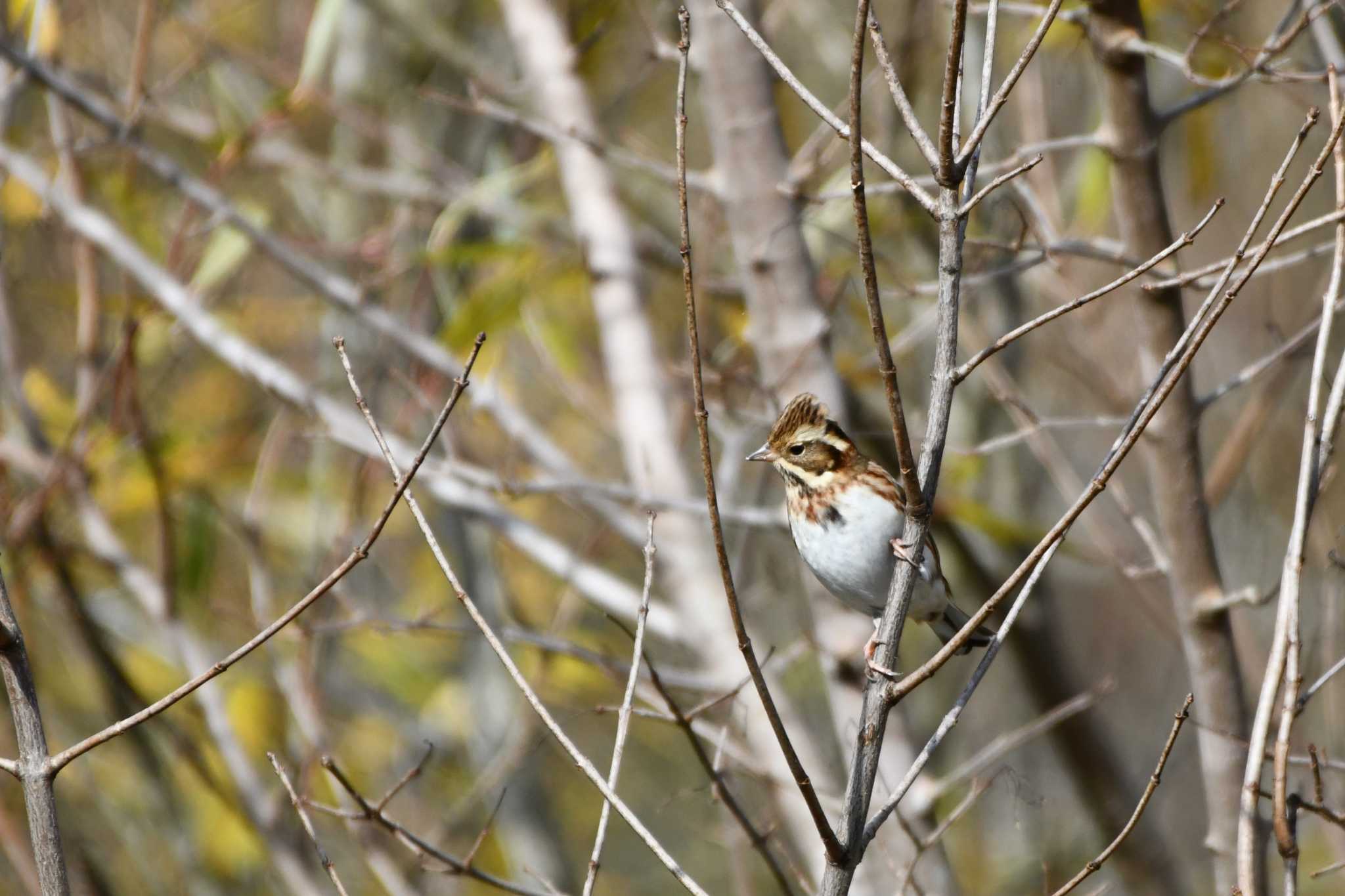 Rustic Bunting