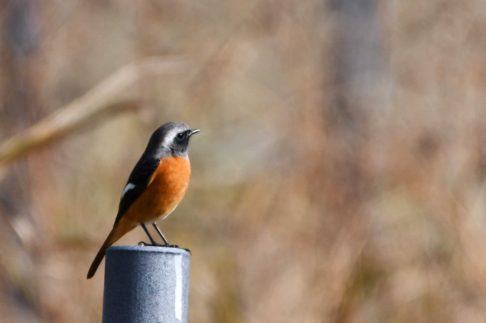 Daurian Redstart