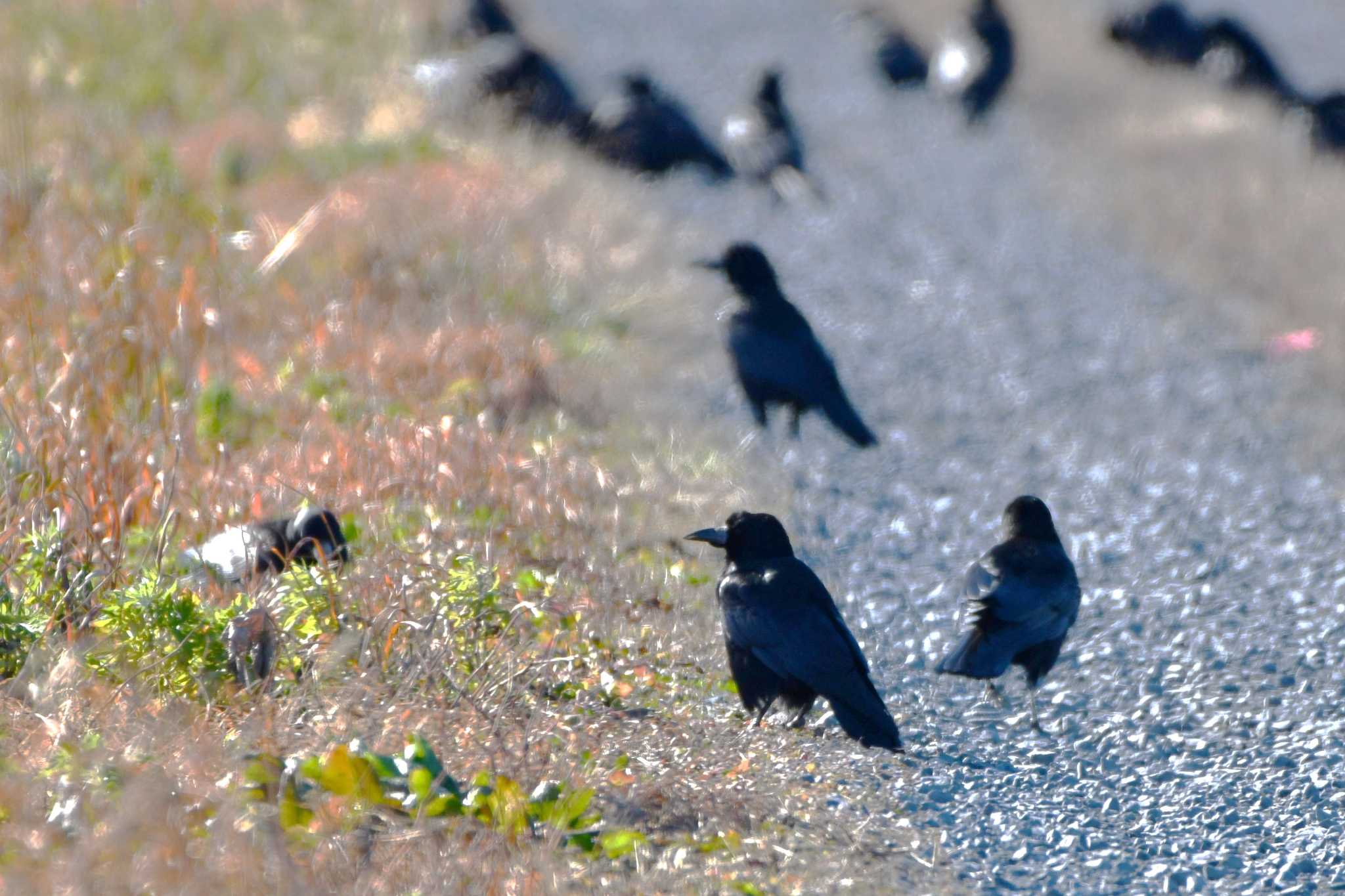 Photo of Rook at Izunuma by geto