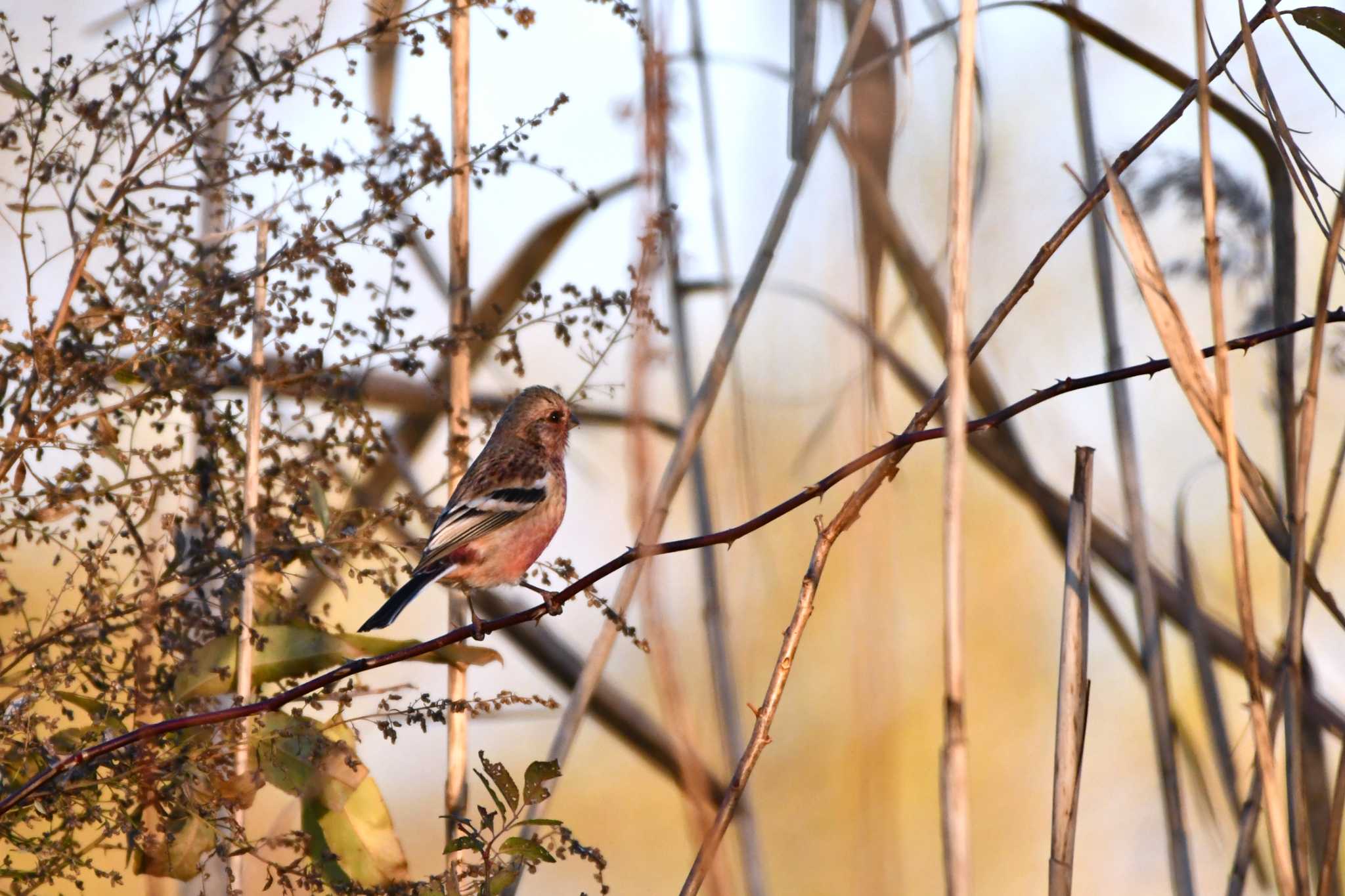 Siberian Long-tailed Rosefinch