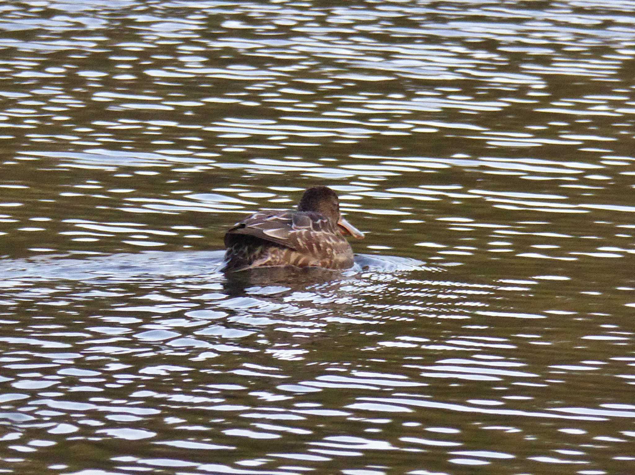 Photo of Northern Shoveler at 淀川河川公園 by Toshihiro Yamaguchi