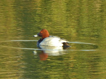 Thu, 12/14/2023 Birding report at 淀川河川公園