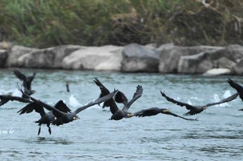 カワウ 多摩川 2018年10月13日(土)