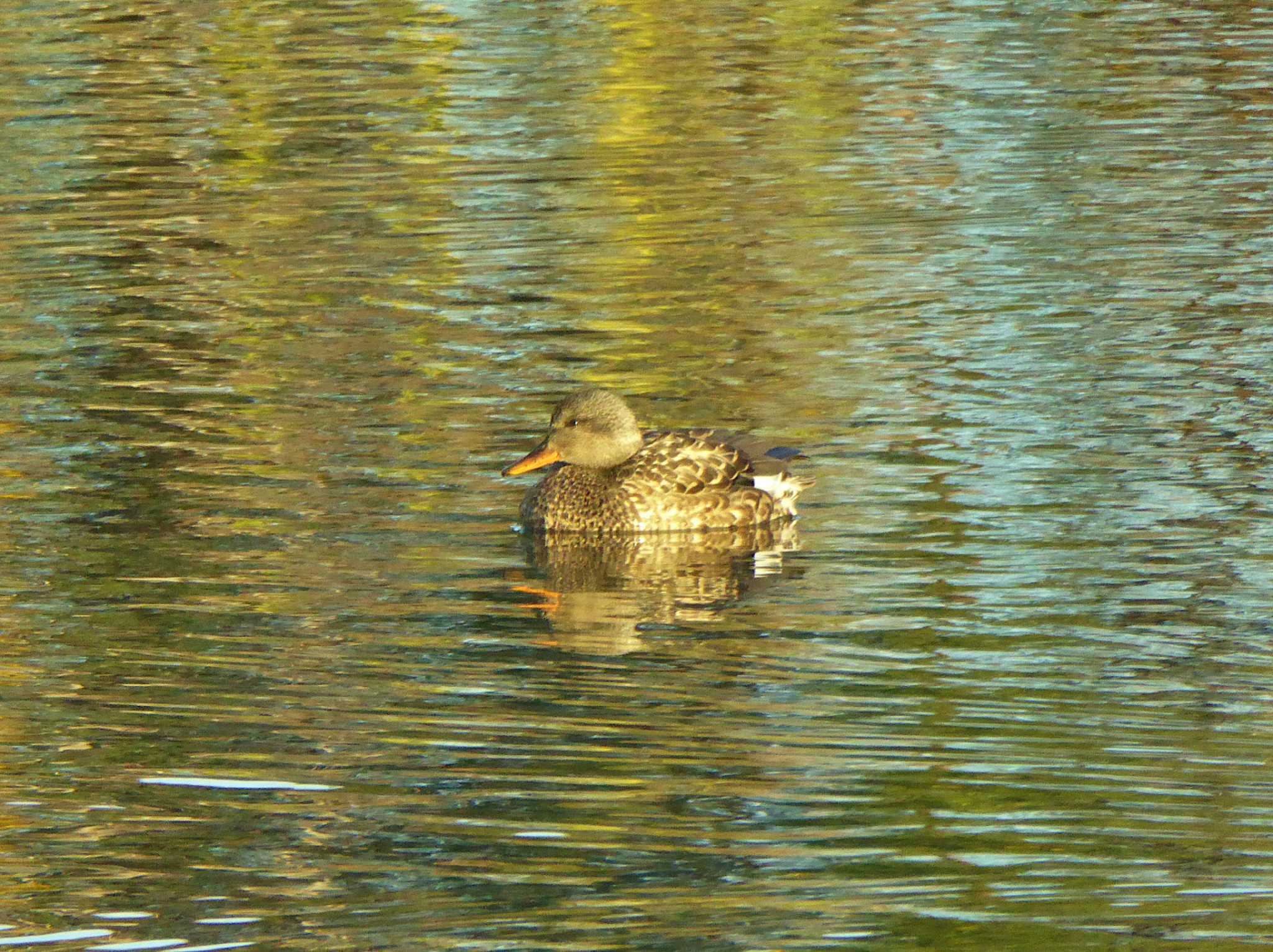 Photo of Gadwall at 淀川河川公園 by Toshihiro Yamaguchi