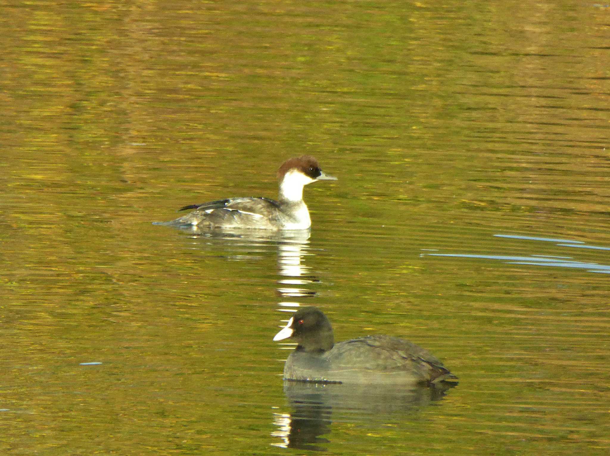 Photo of Smew at 淀川河川公園 by Toshihiro Yamaguchi