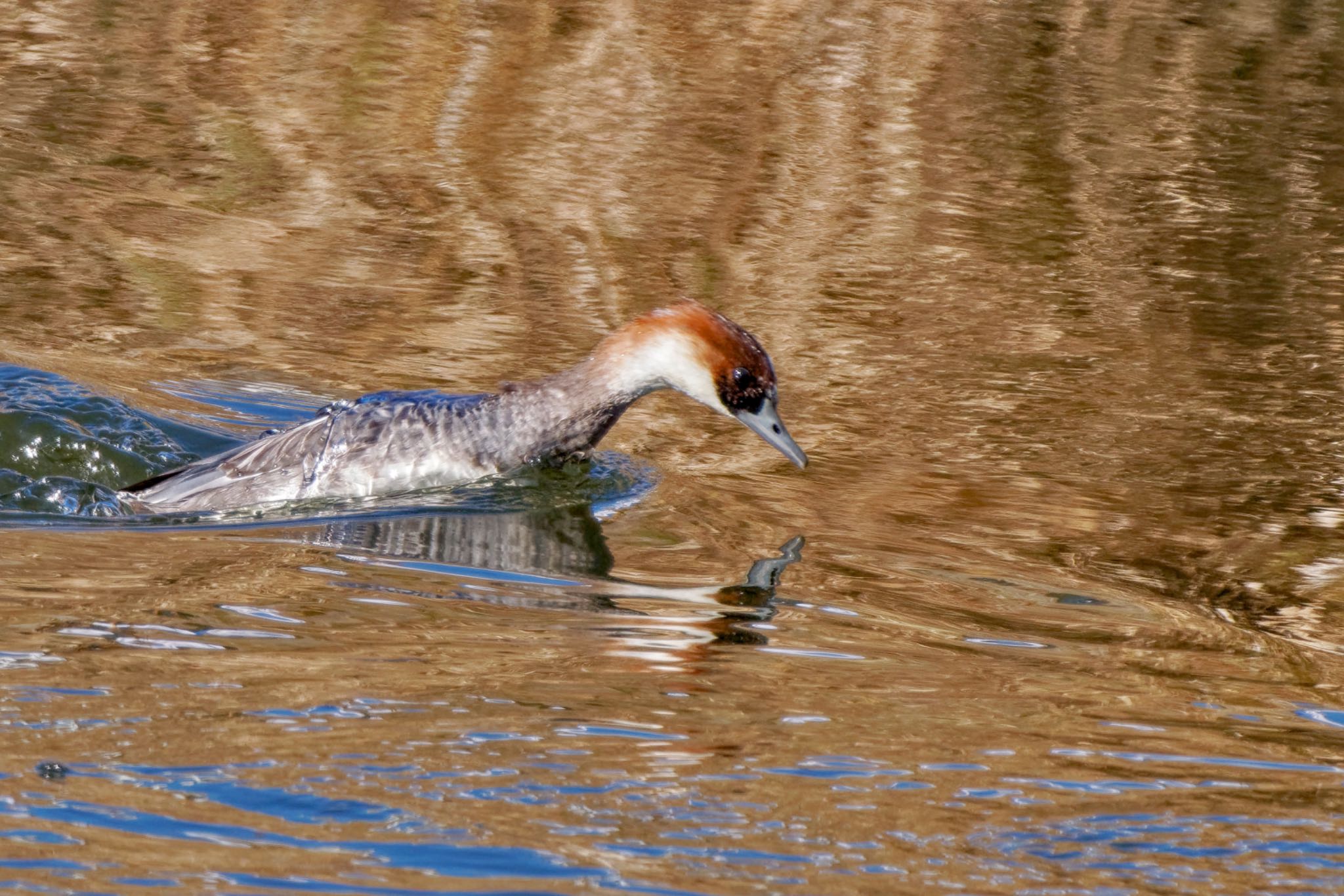 Photo of Smew at Suwako Lake by アポちん