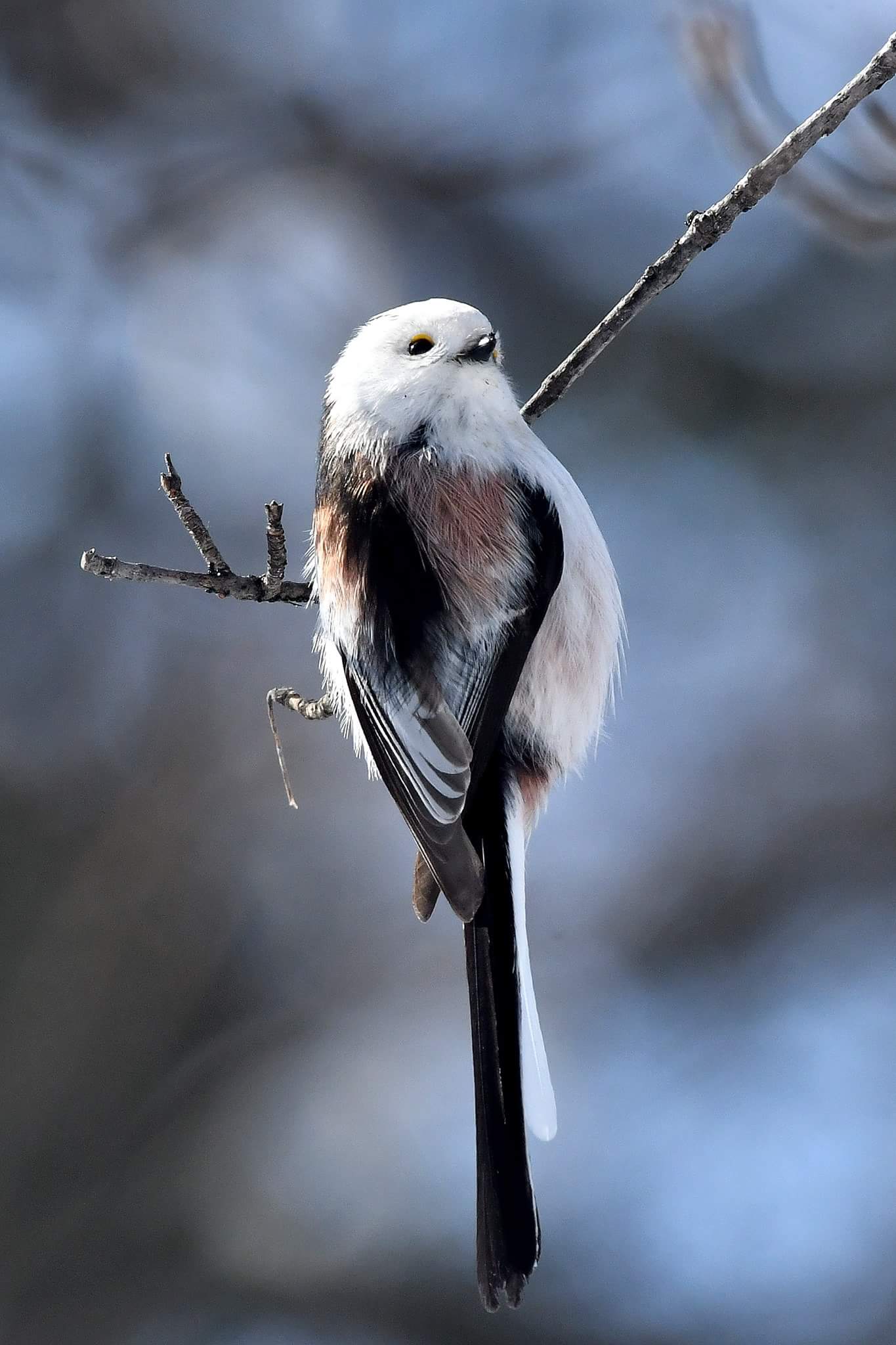 Long-tailed tit(japonicus)