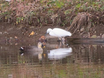 Little Egret Unknown Spots Thu, 12/14/2023