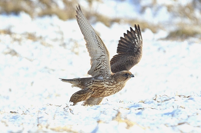 Gyrfalcon