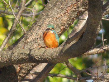 Common Kingfisher Unknown Spots Thu, 12/14/2023