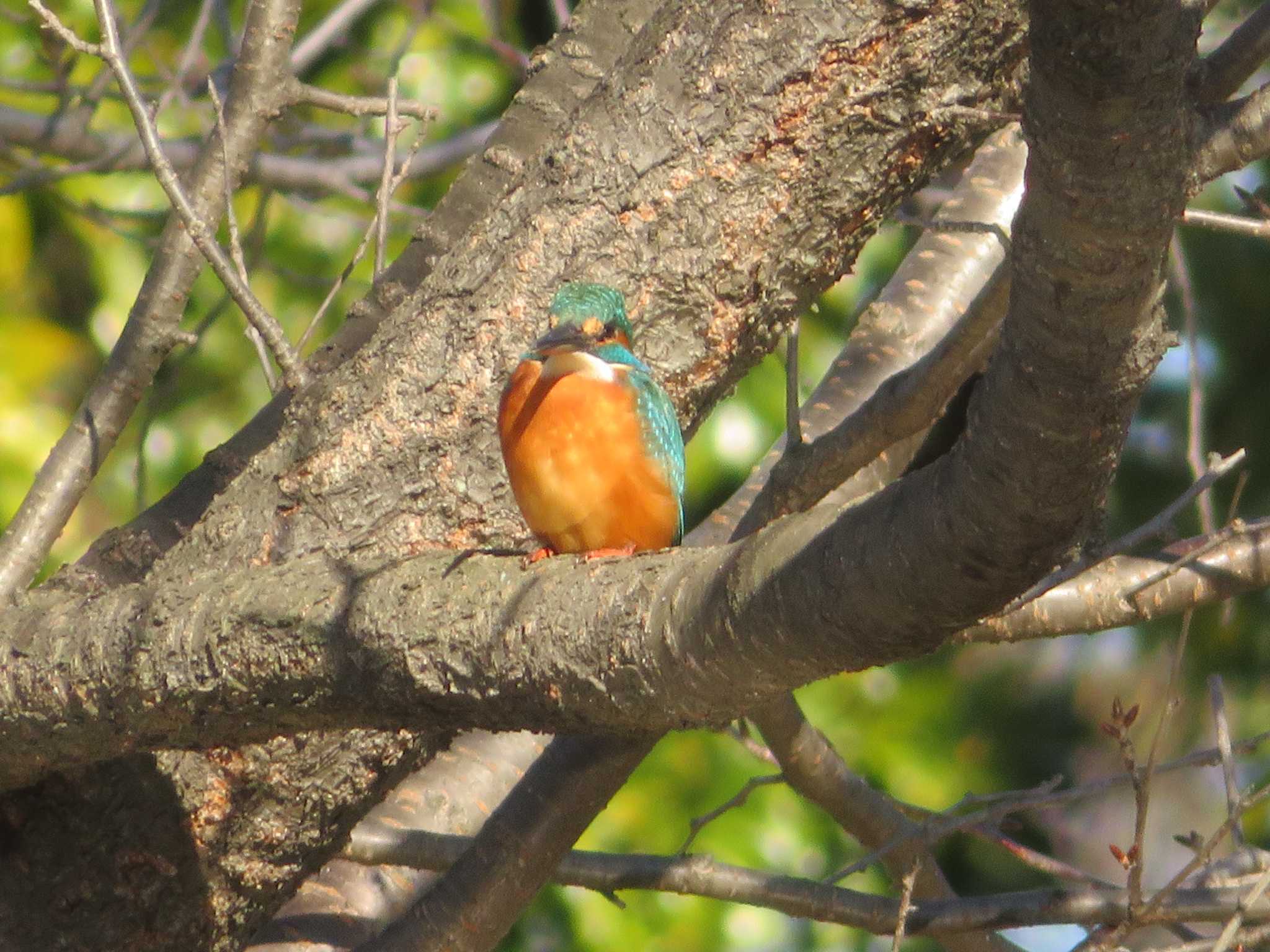 Photo of Common Kingfisher at  by KAT