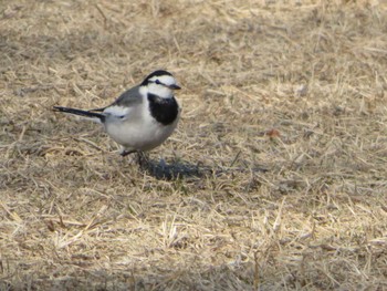 White Wagtail Unknown Spots Thu, 12/14/2023