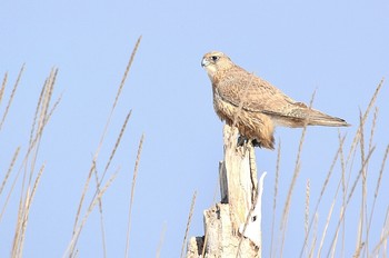 シロハヤブサ 北海道 撮影日未設定