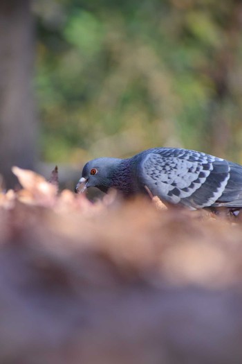 Rock Dove ＭＦ Thu, 12/14/2023