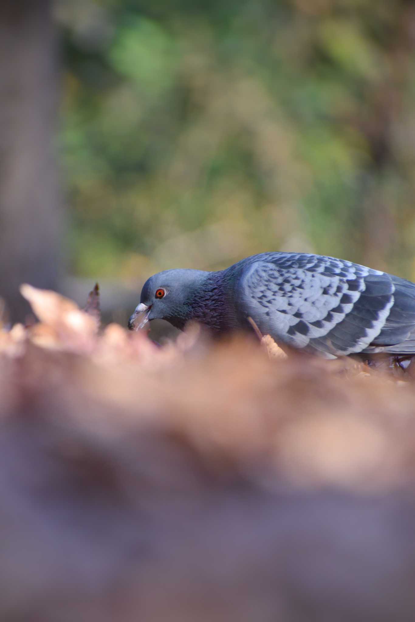 Rock Dove