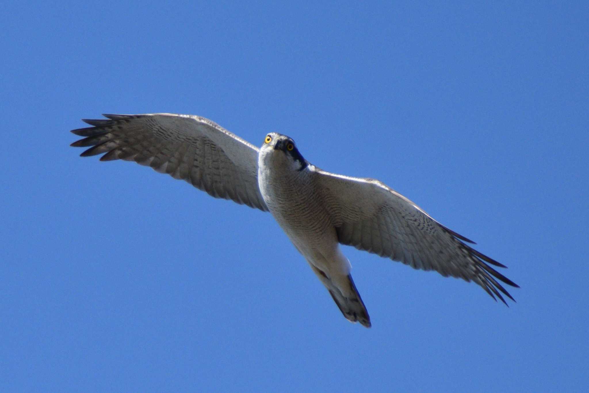 Eurasian Goshawk