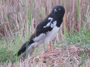 Pied Harrier