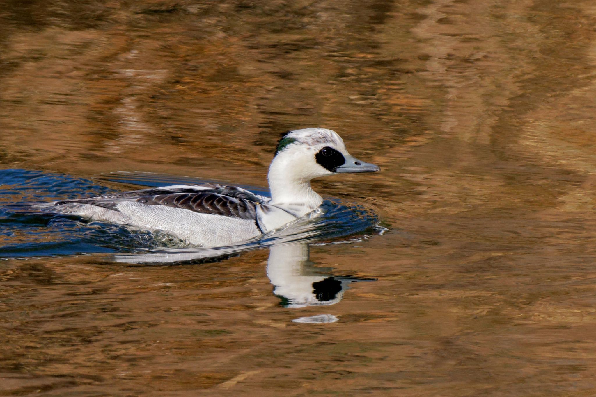 Smew