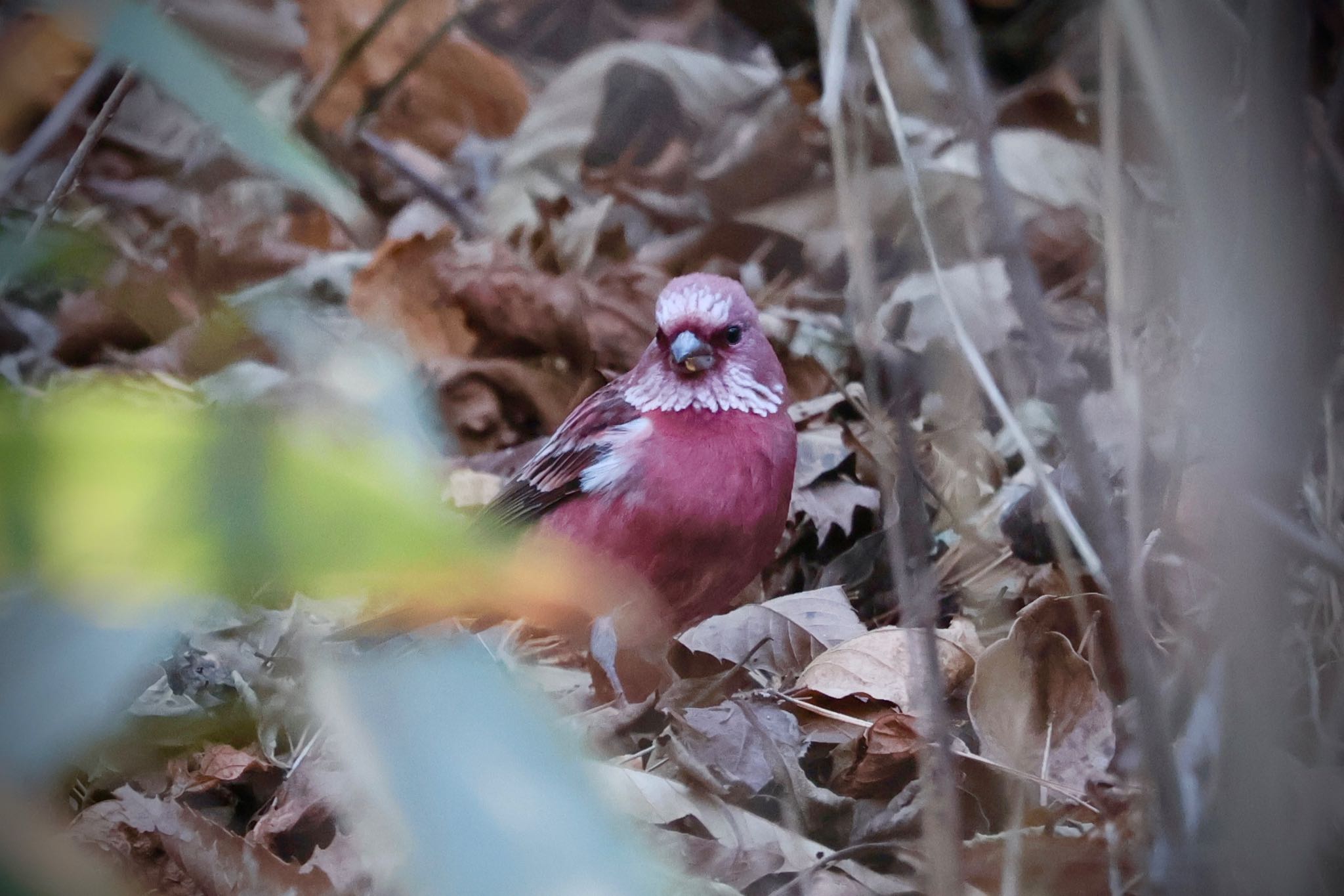 Pallas's Rosefinch