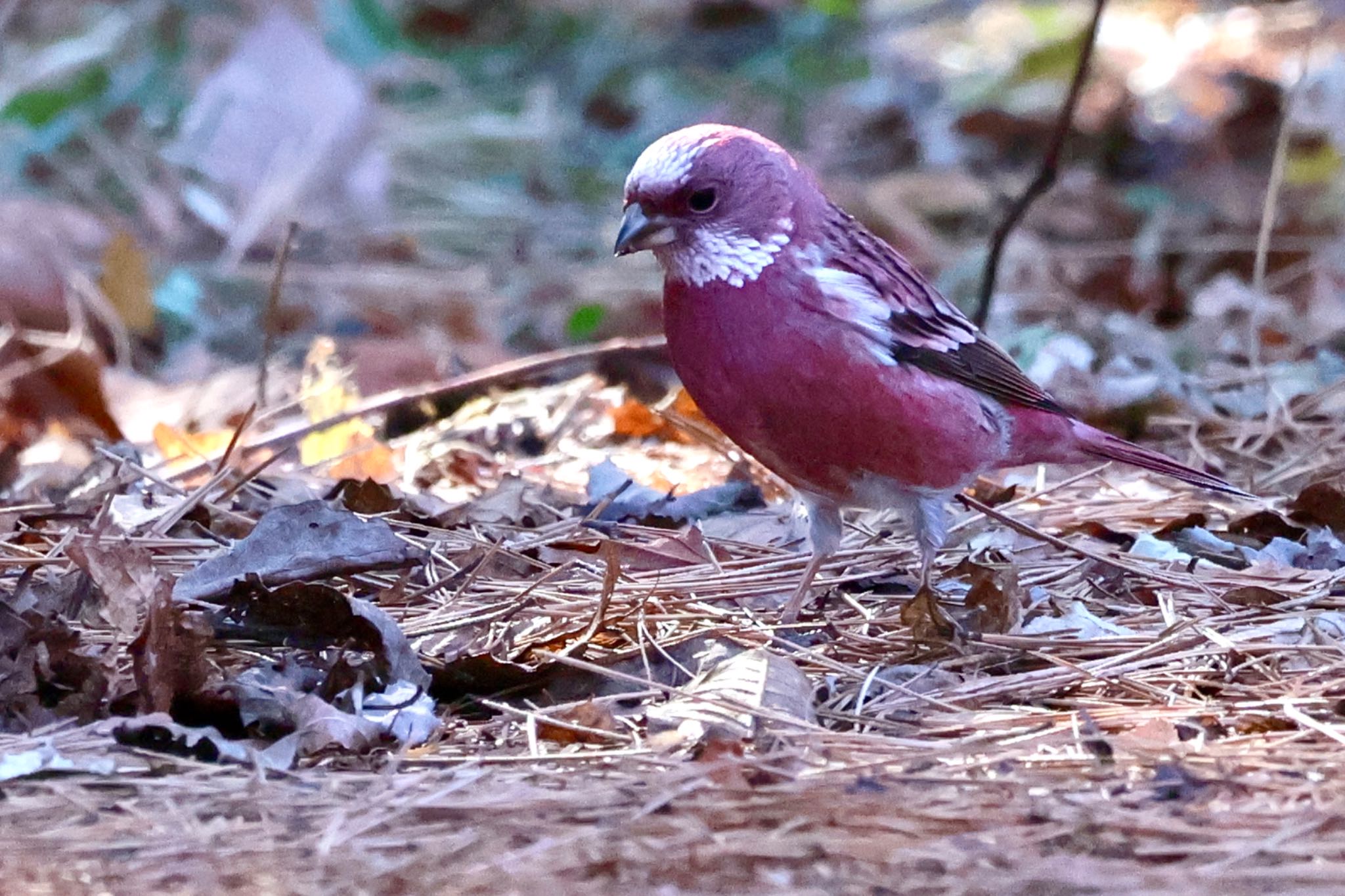 Pallas's Rosefinch