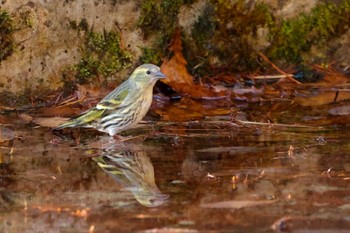 Eurasian Siskin Unknown Spots Wed, 12/13/2023