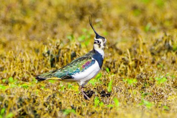 Northern Lapwing 平塚田んぼ Mon, 12/4/2023