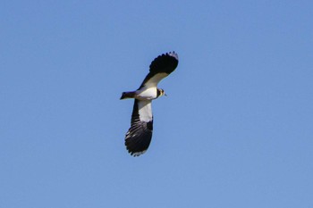 Northern Lapwing 平塚田んぼ Mon, 12/4/2023