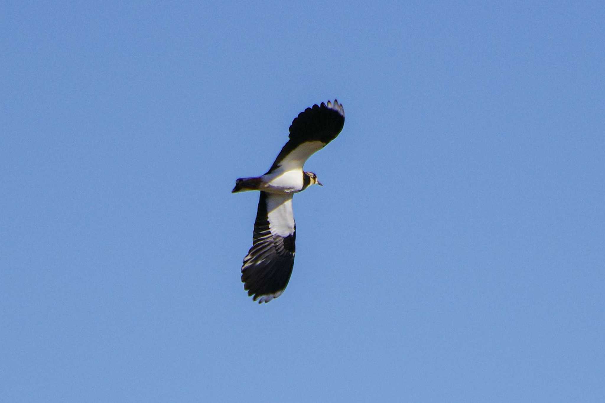 Northern Lapwing