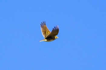 Eurasian Skylark 平塚田んぼ Mon, 12/4/2023