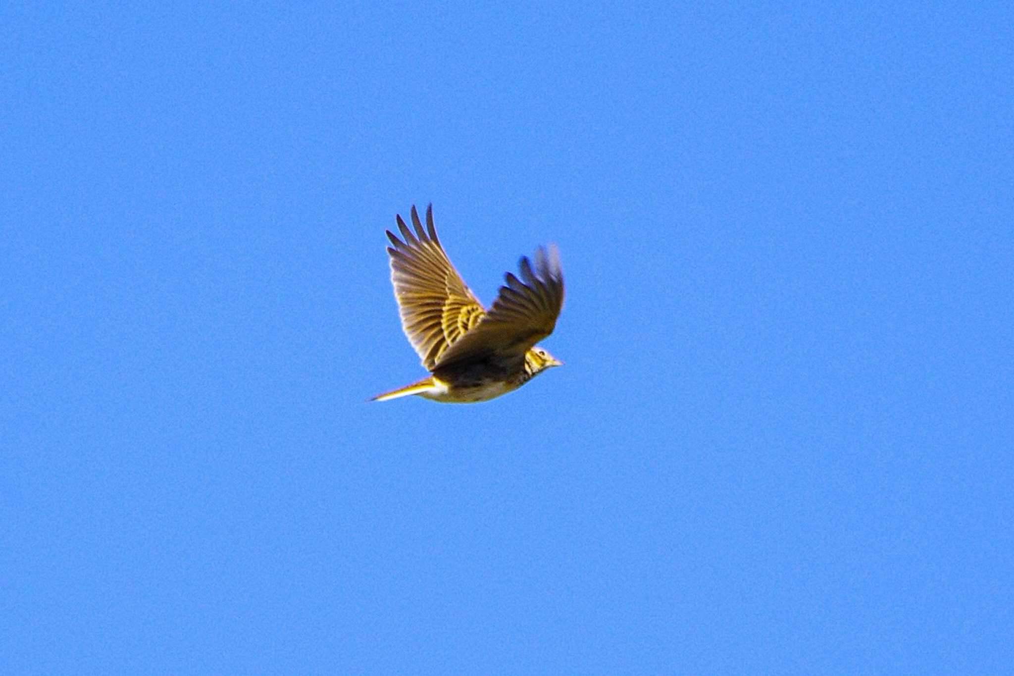 Photo of Eurasian Skylark at 平塚田んぼ by BW11558