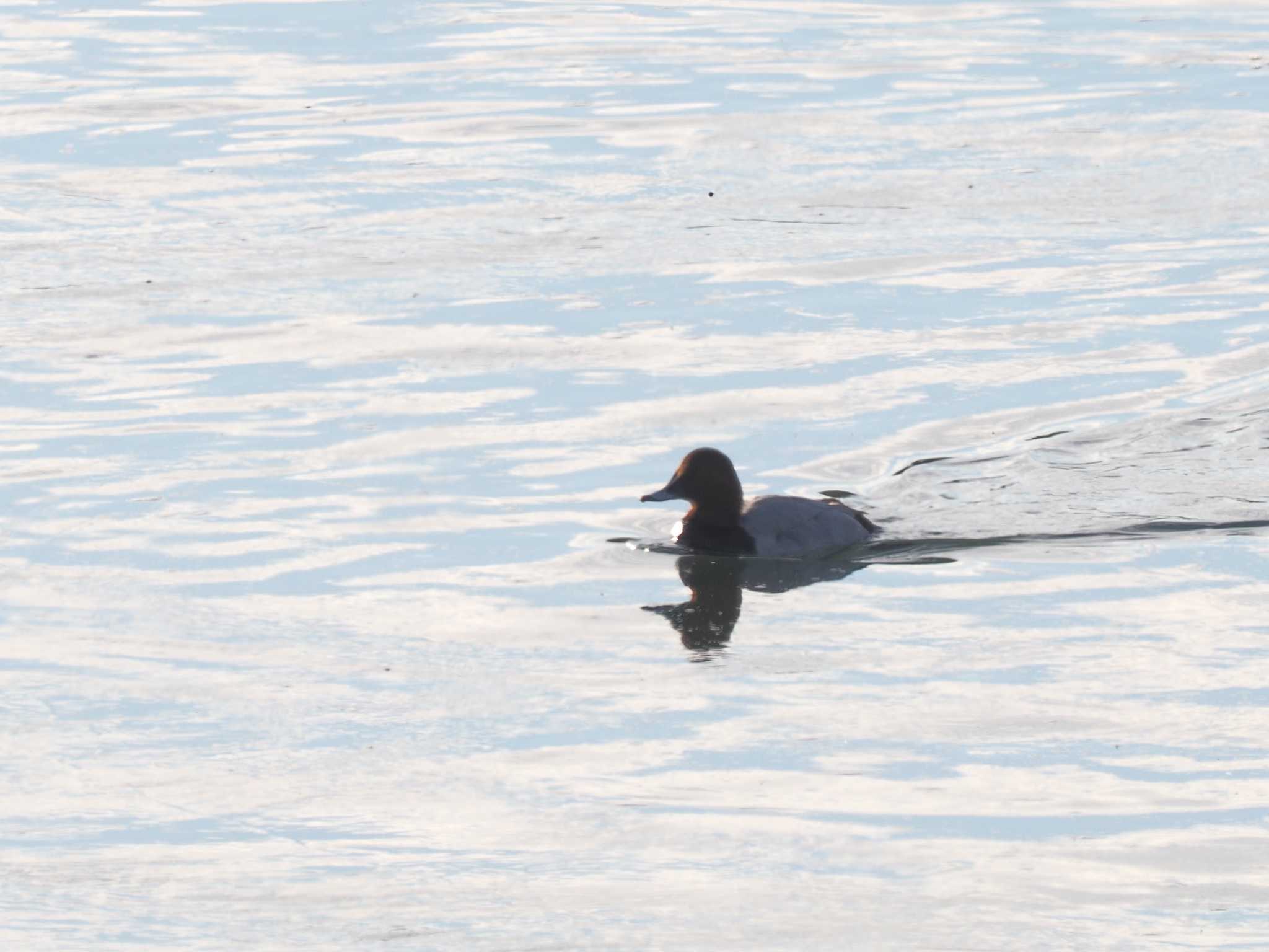 Common Pochard