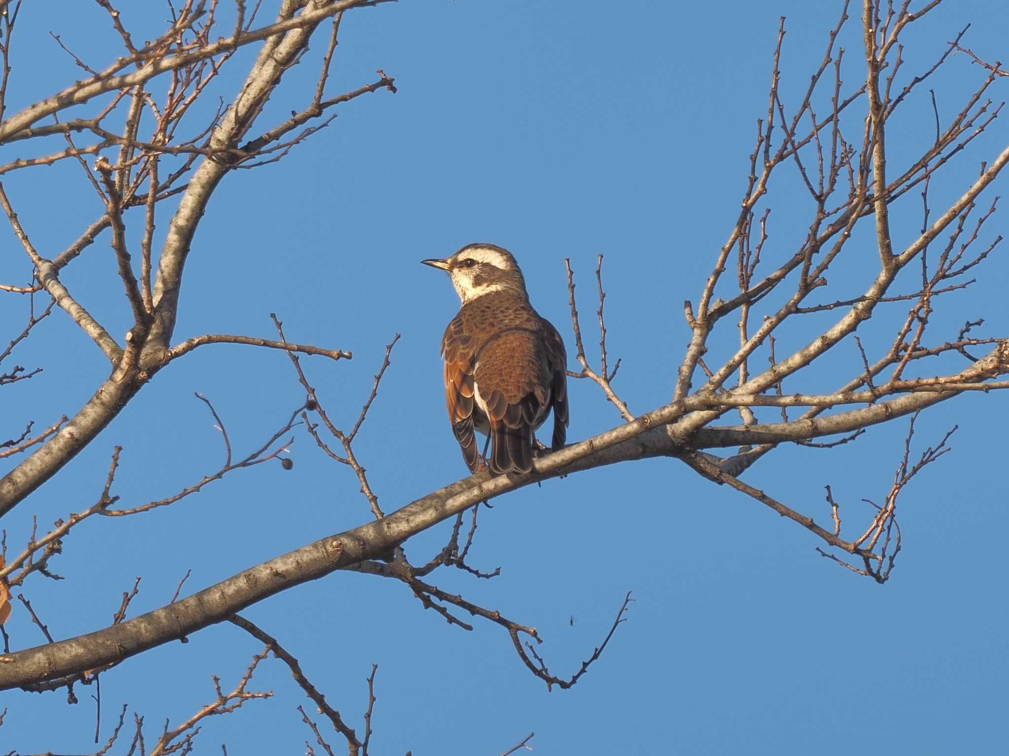 Dusky Thrush