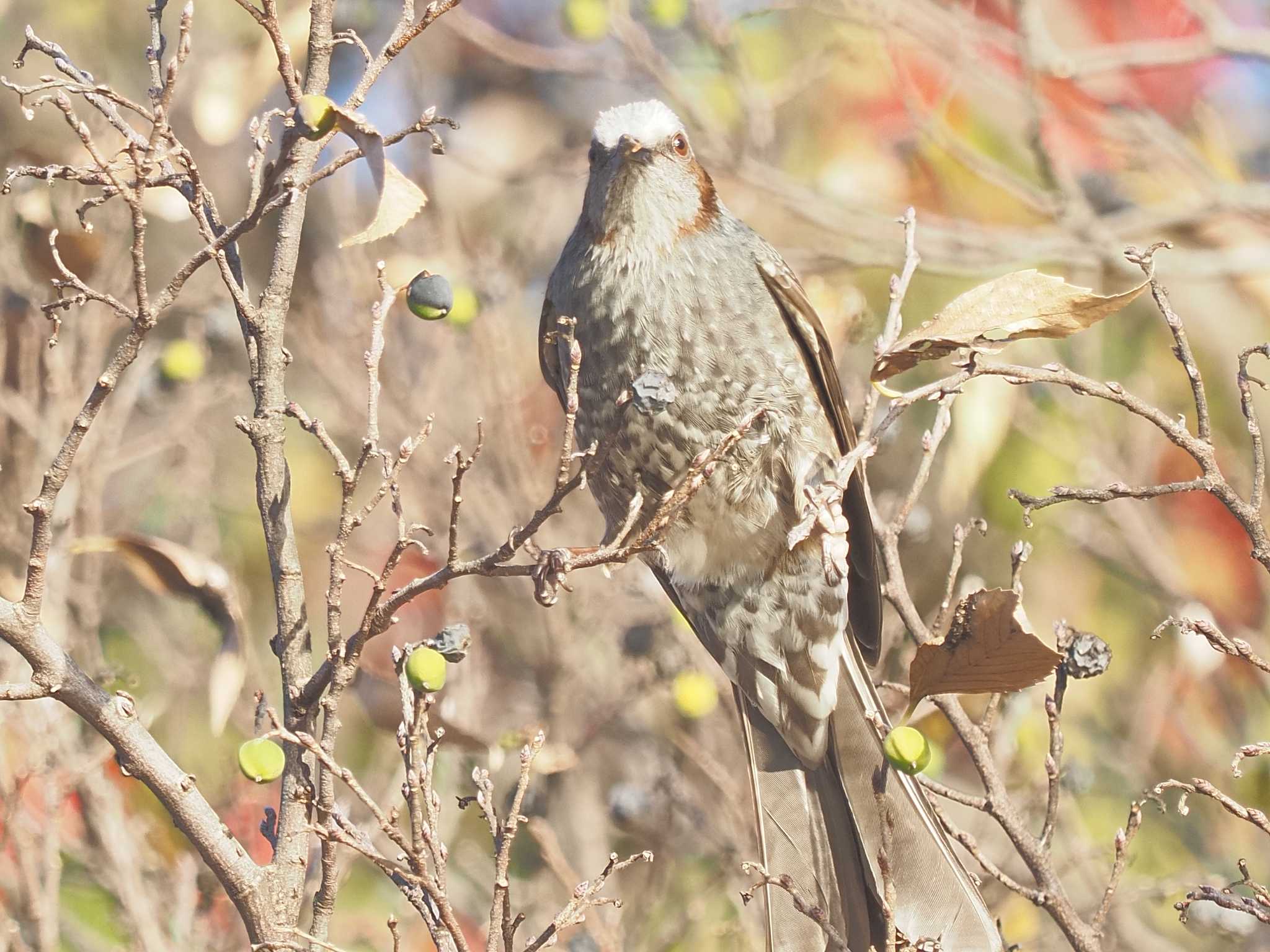 Brown-eared Bulbul