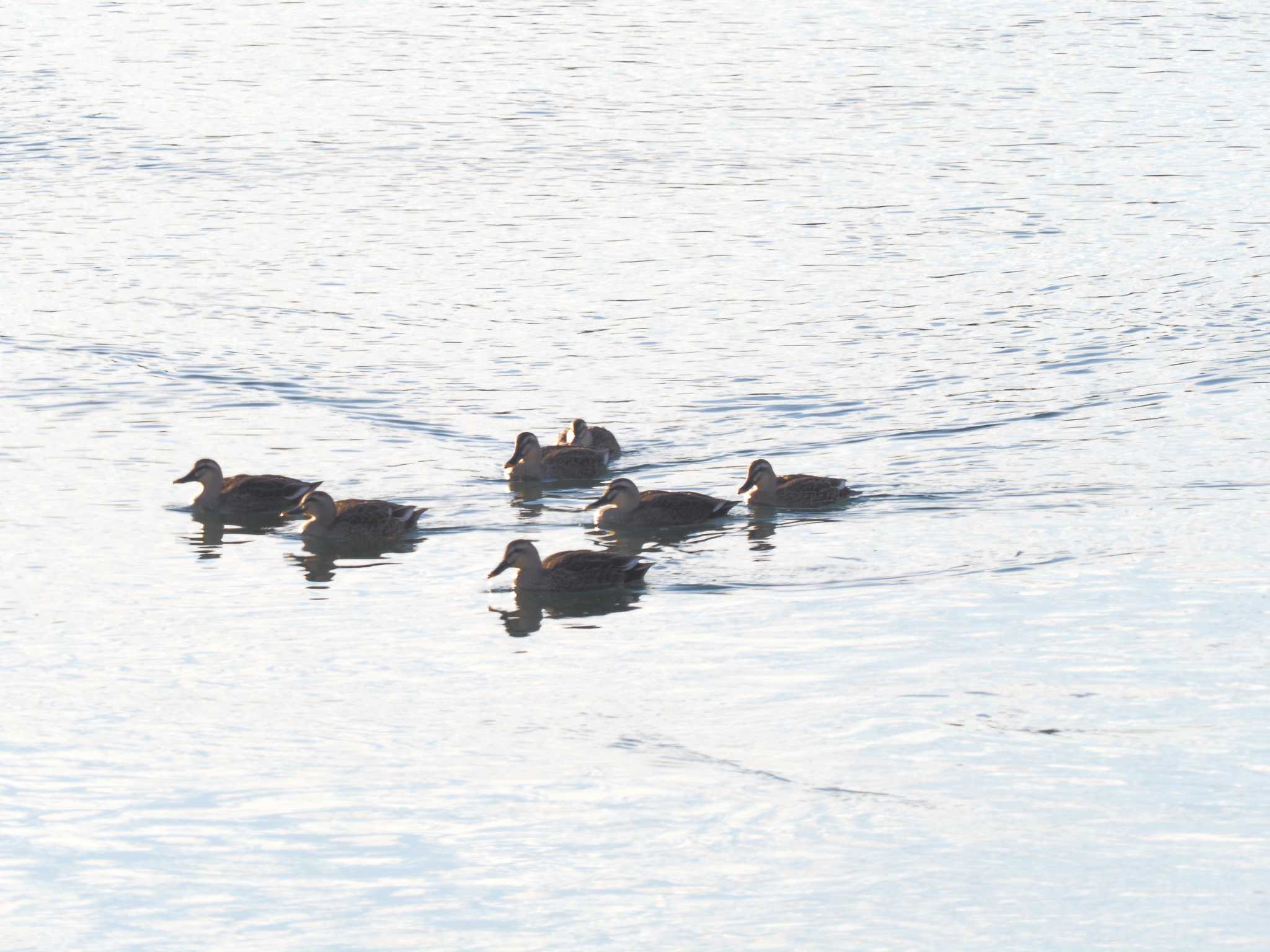 Eastern Spot-billed Duck