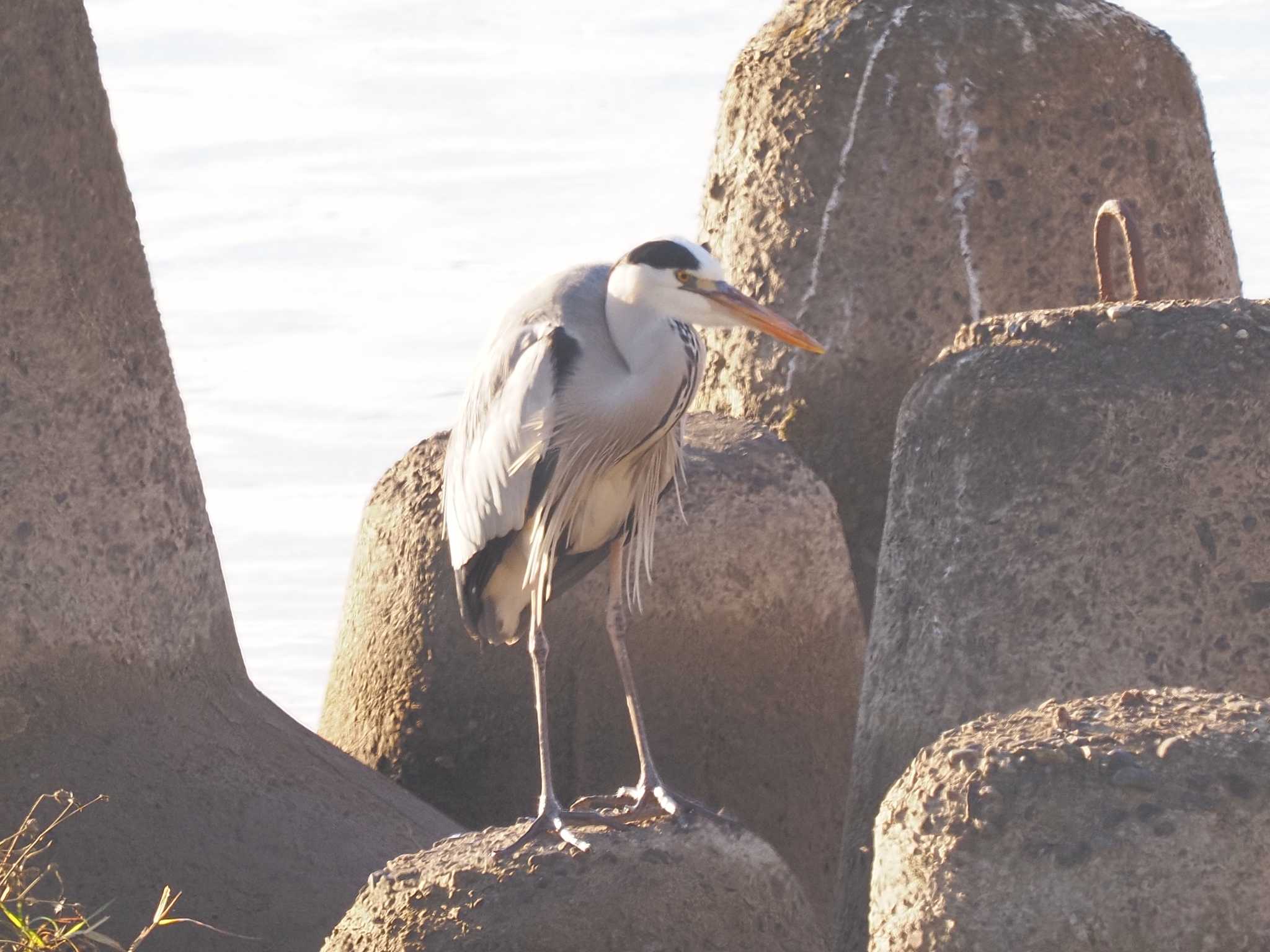 Grey Heron