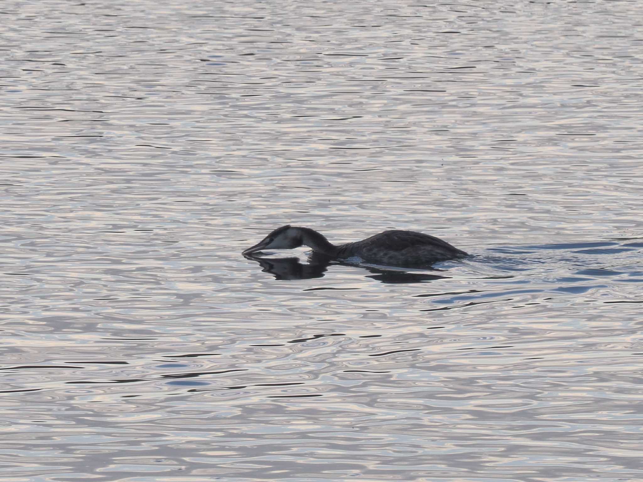 Great Crested Grebe