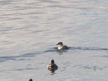 2023年12月14日(木) 笠松みなと公園の野鳥観察記録