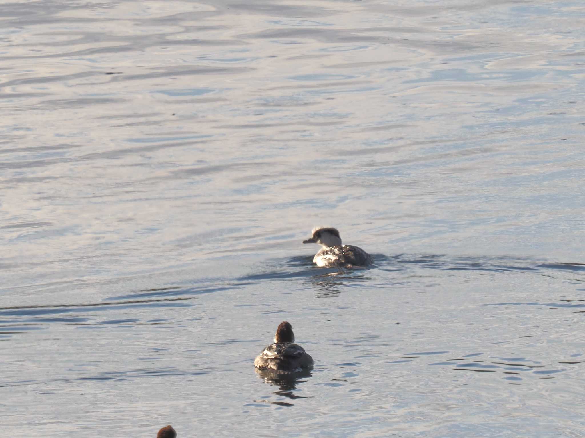 Smew