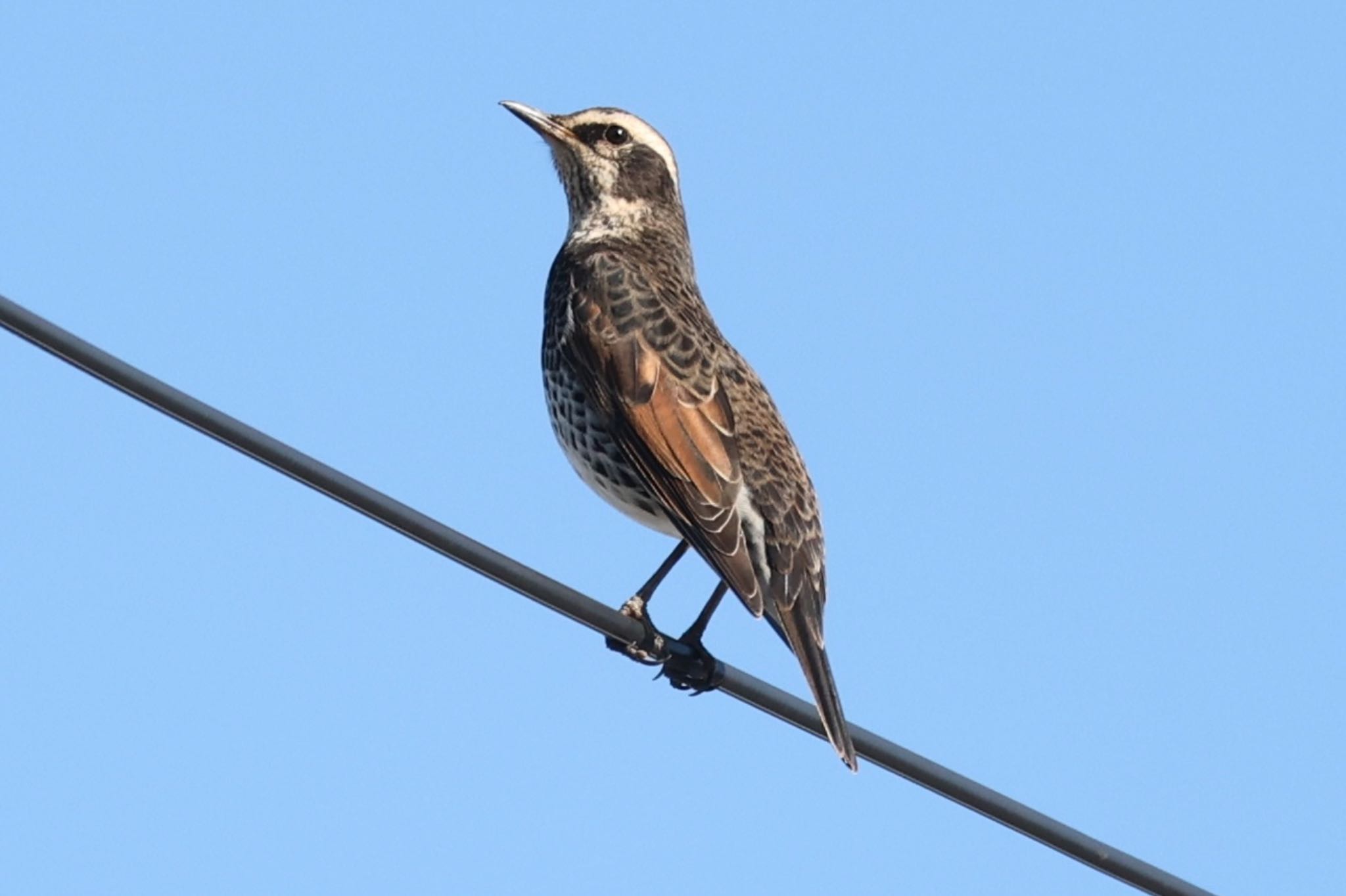 Photo of Dusky Thrush at 東海市 by ベルサス