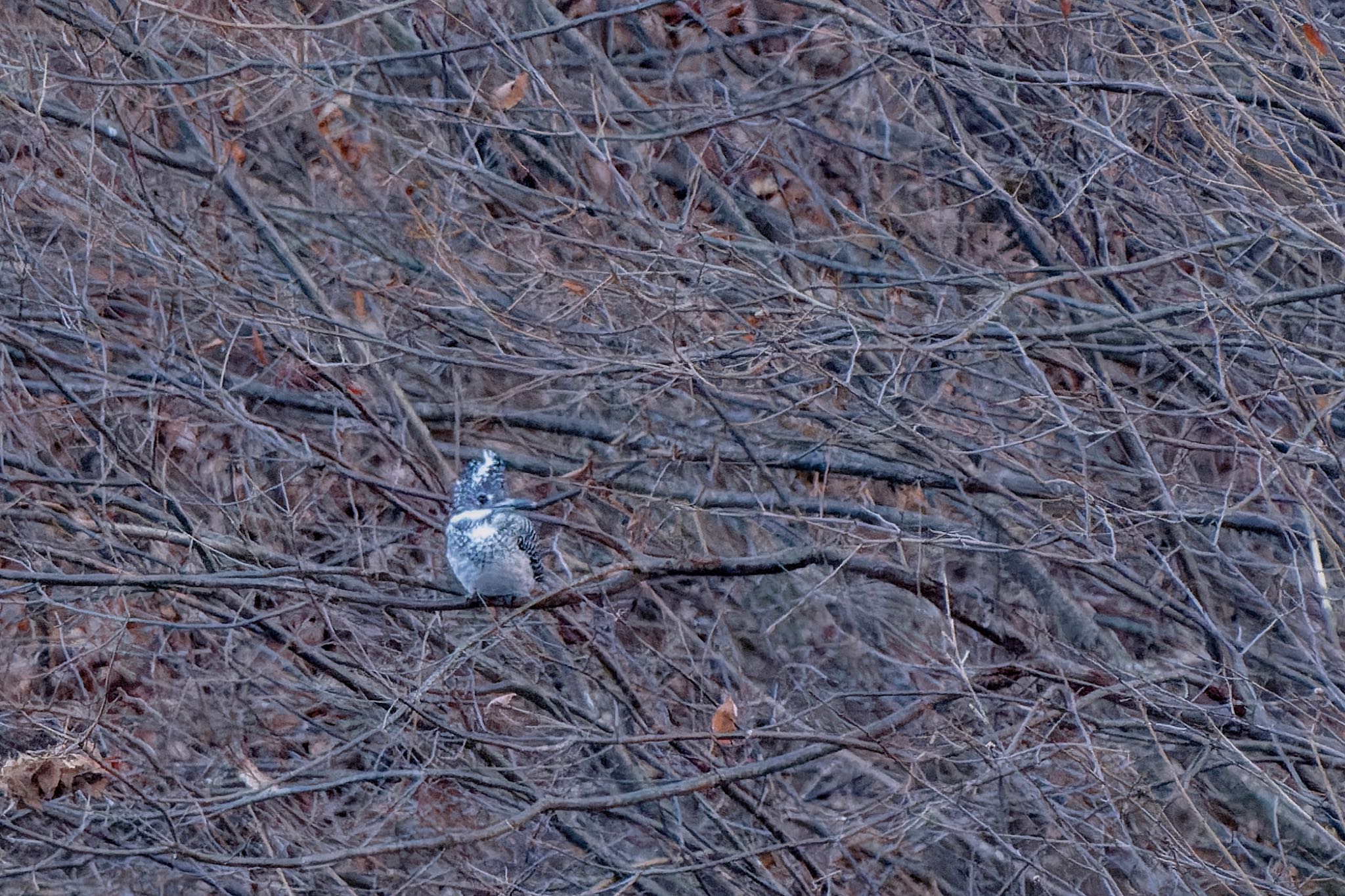 Crested Kingfisher