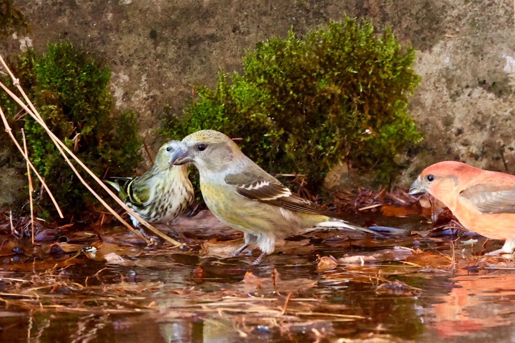 Photo of Two-barred Crossbill at  by なおんなおん