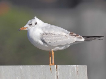 ユリカモメ 名城公園 2023年12月13日(水)