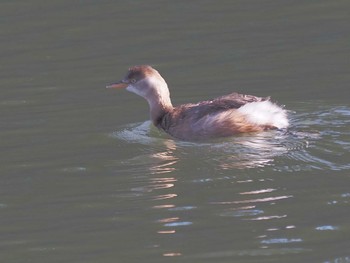 カイツブリ 名城公園 2023年12月13日(水)