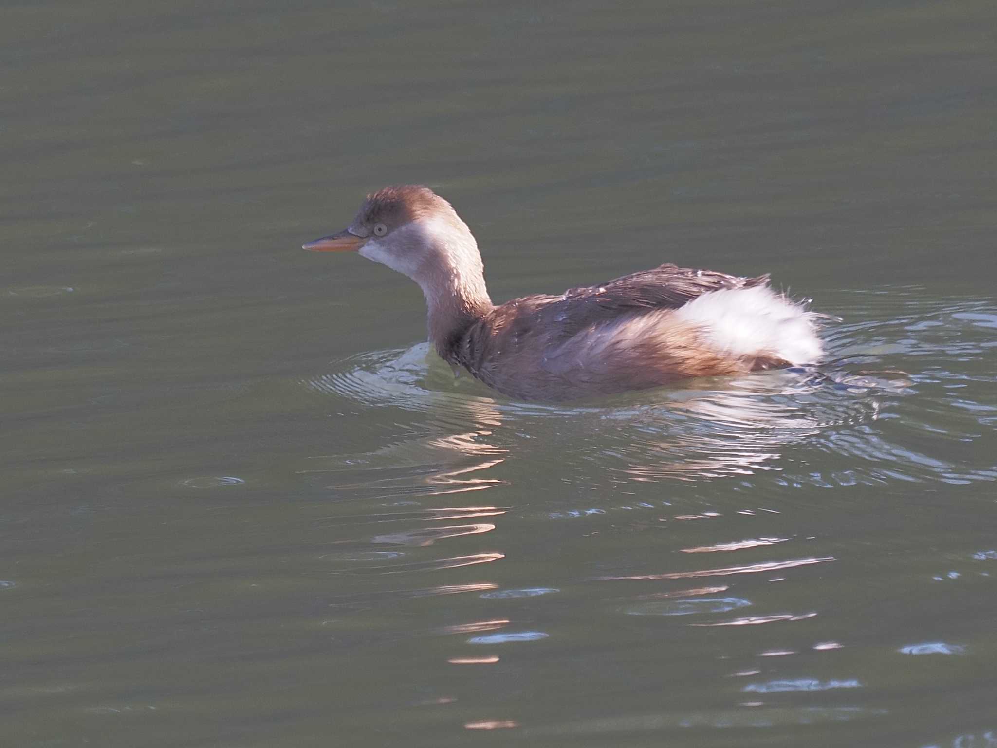 Photo of Little Grebe at 名城公園 by MaNu猫