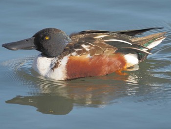 Northern Shoveler 名城公園 Wed, 12/13/2023