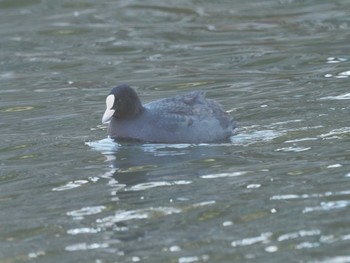 オオバン 名城公園 2023年12月13日(水)