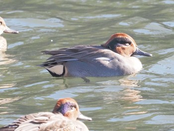 Eurasian Teal 名城公園 Wed, 12/13/2023