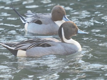 Northern Pintail 名城公園 Wed, 12/13/2023