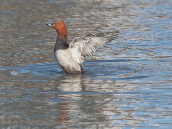 Common Pochard 名城公園 Wed, 12/13/2023